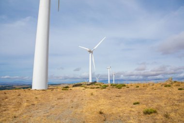 Dev rüzgar türbinleri, altın çimenler ve çalılarla çevrili çarpıcı mavi gökyüzüne karşı dimdik ayakta dururlar..