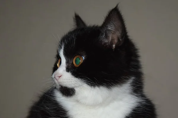 Chat Noir Avec Regard Malheureux Effraye Photographie Evdoha C