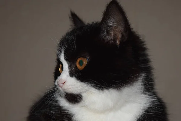 Black bushy cat mystical look. Pet sitting on pillow