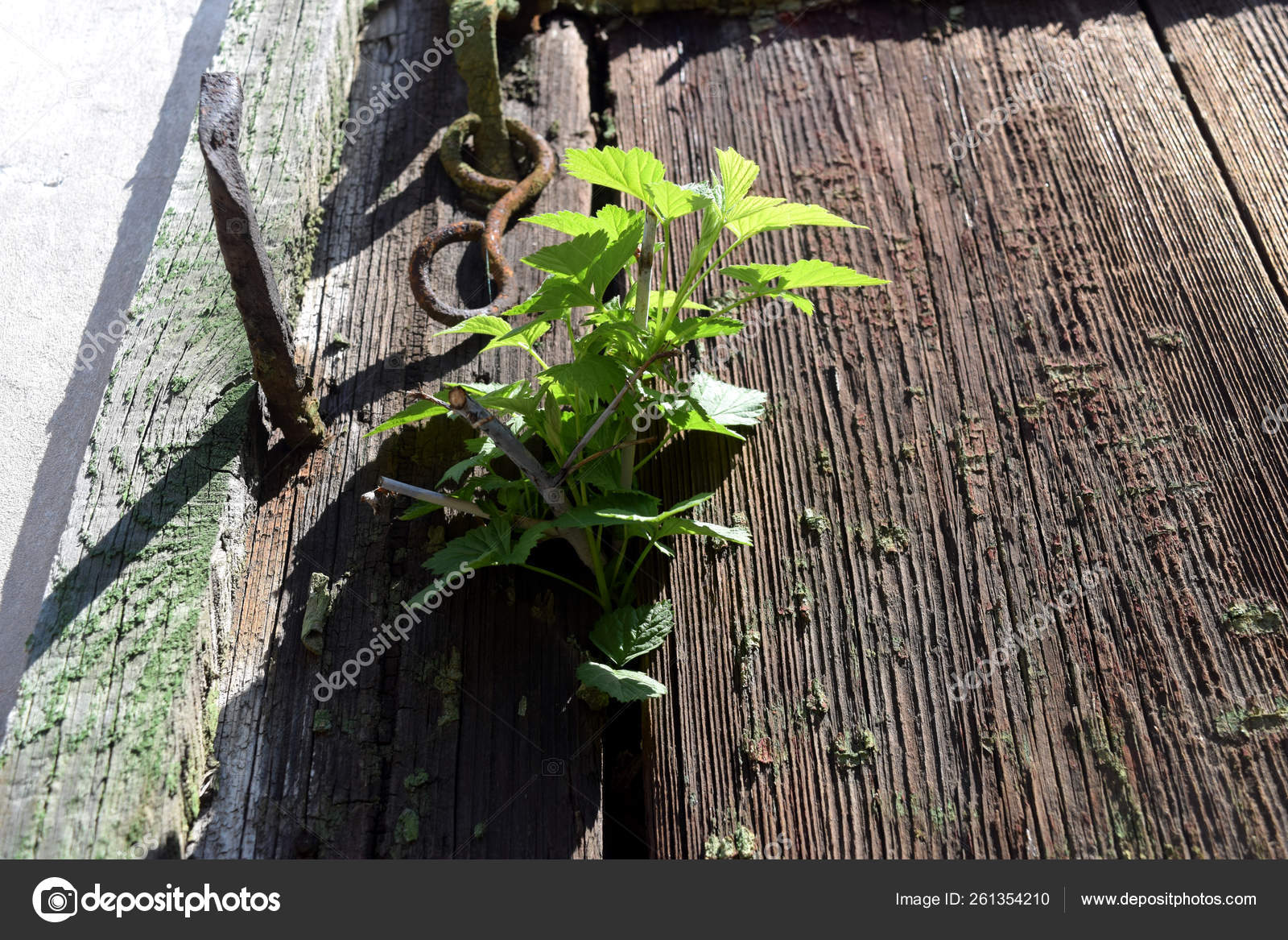 Raspberry Bush Grows Out Of A Wooden Door Abstract
