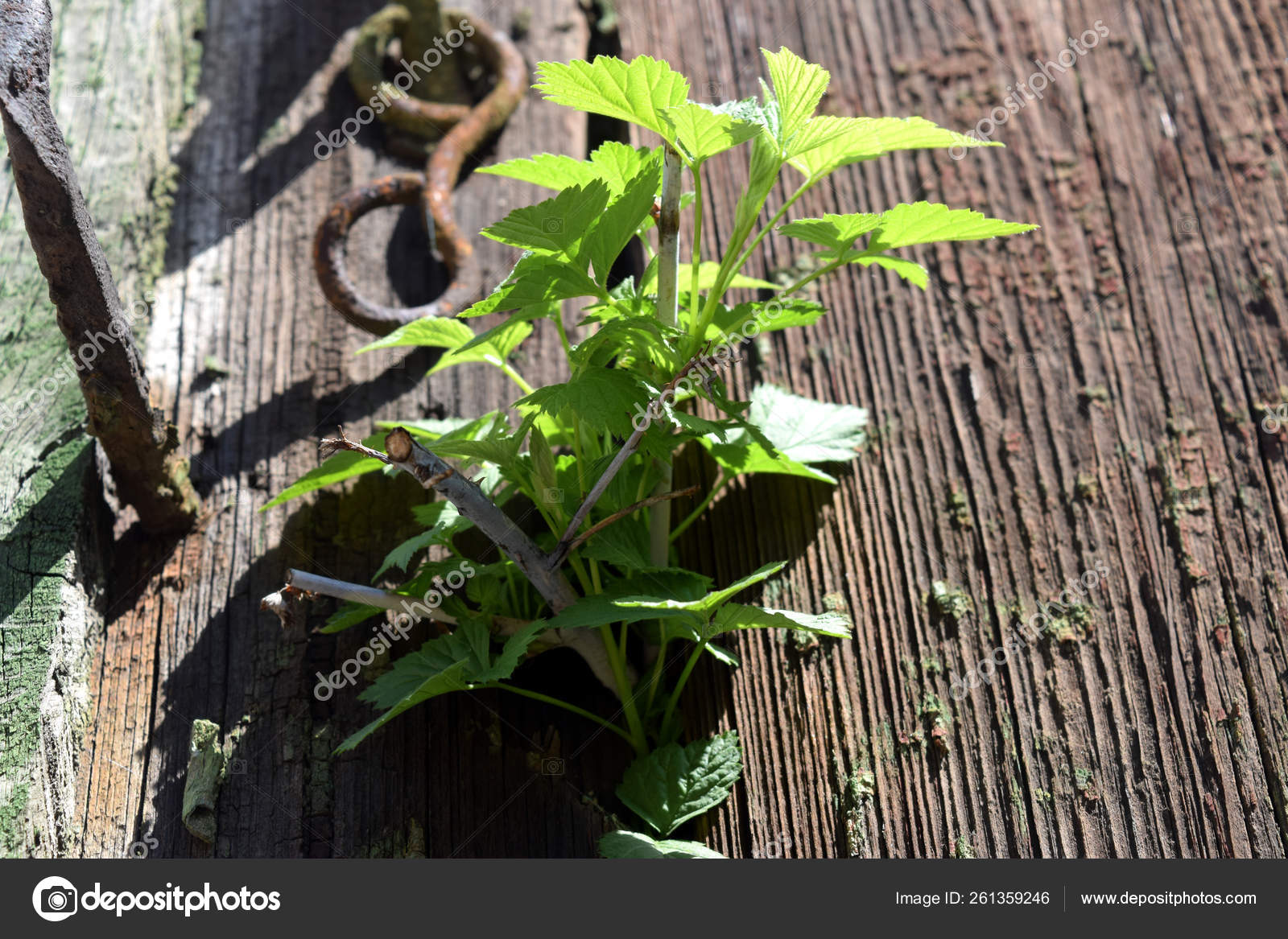Raspberry Bush Grows Out Of A Wooden Door Abstract