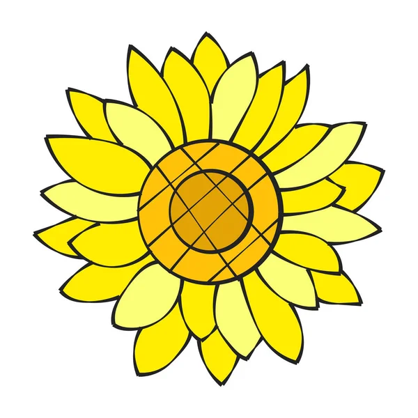 Sunflower Flower Isolated, Vector Illustration. Nature Background For Your Design