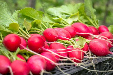 Demet taze kırmızı Bahçe turp bahçesinde çimenlerin üzerinde bir sepet içinde