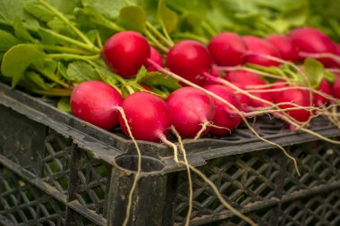 Demet taze kırmızı Bahçe turp bahçesinde çimenlerin üzerinde bir sepet içinde