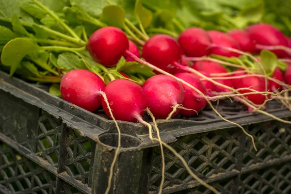 Demet taze kırmızı Bahçe turp bahçesinde çimenlerin üzerinde bir sepet içinde