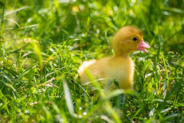küçük bir ördek annesi için arıyor
