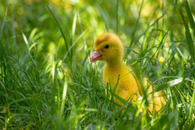 küçük bir ördek annesi için arıyor