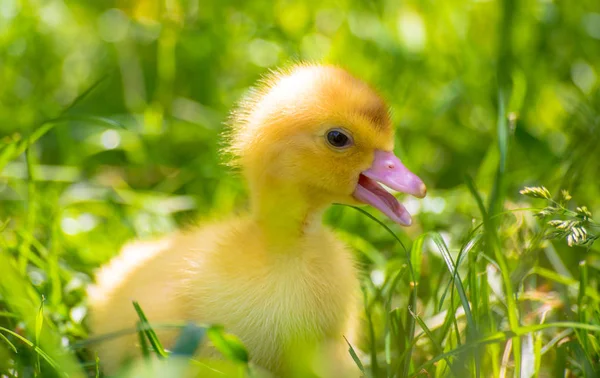 Pato Pequeno Está Procurando Por Sua Mãe — Fotografia de Stock