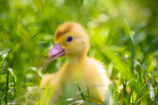 Little Duck Looking Her Mother — Stock Photo, Image