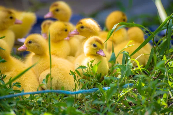 Grupo Pequenos Patinhos Amarelos Com Sua Mãe — Fotografia de Stock