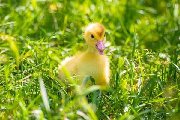 Patito Está Buscando Madre — Foto de Stock