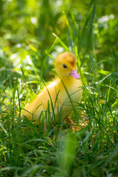 Pato Pequeno Está Procurando Por Sua Mãe — Fotografia de Stock