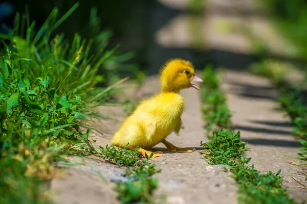 Pato Pequeno Está Procurando Por Sua Mãe — Fotografia de Stock