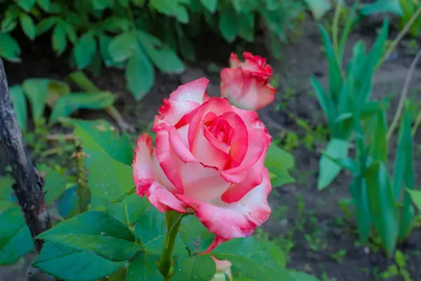 Vacker Rosa Ros Trädgården — Stockfoto