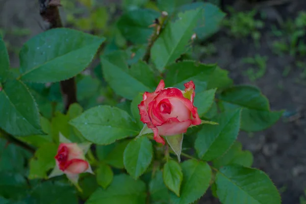 Vacker Rosa Ros Trädgården — Stockfoto