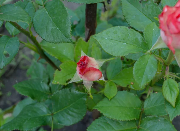 Bahçede Güzel Pembe Bir Gül — Stok fotoğraf