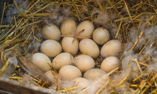 Madre Pato Huevos — Foto de Stock