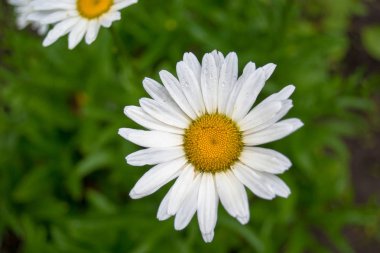 Papatya papatya çiçekler. Üstten görünüm