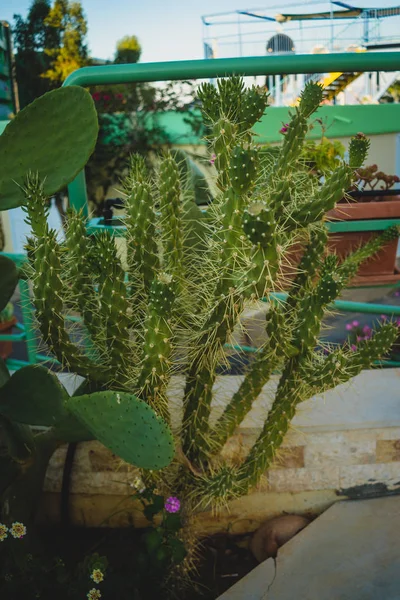 Vackra Kaktusträdgård Med Gula Ryggar — Stockfoto