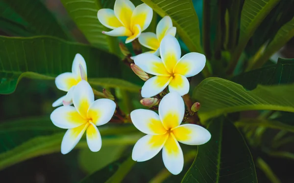 Біла Тропічна Квітка Квітка Сливи Цвіте Дереві Спа Квітка — стокове фото