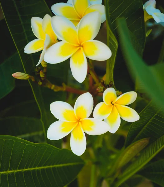 Bílá Tropická Květina Květ Plumeria Kvetoucí Strom Květ Spa — Stock fotografie