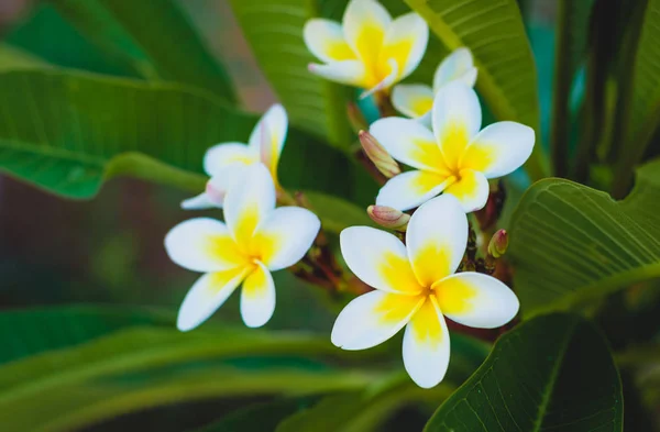 Fiore Tropicale Bianco Fiore Plumeria Che Fiorisce Sull Albero Fiore — Foto Stock