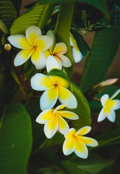 Flor Tropical Blanca Plumeria Flor Que Florece Árbol Flor Del —  Fotos de Stock