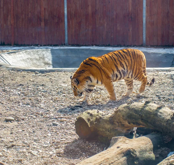 Tigre Cage Zoo Grand Tigre Chat — Photo