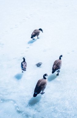 buzlu su üzerinde yaban ördekleri