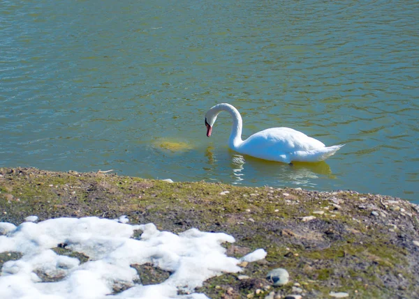 Swan Frozen Water — Stock Photo, Image