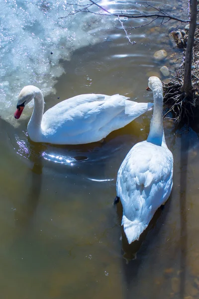 Two Swans In Winter
