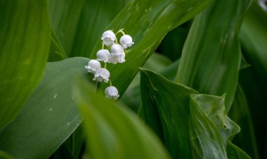 Bahar bahçesindeki vadi çiçeği