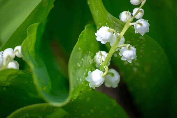 春の庭の谷の花のユリ — ストック写真