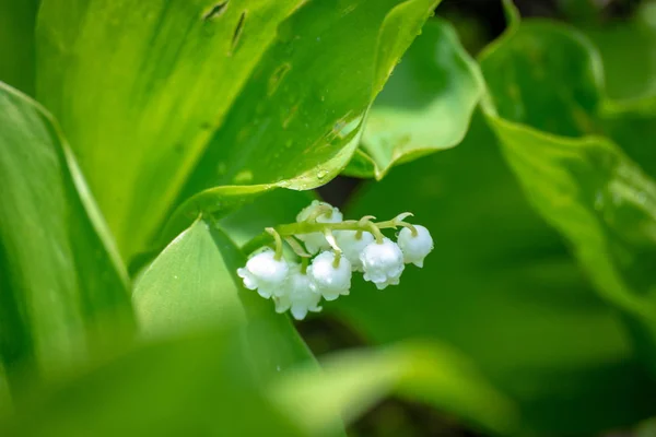 Lily της κοιλάδας λουλούδι στον κήπο άνοιξη — Φωτογραφία Αρχείου