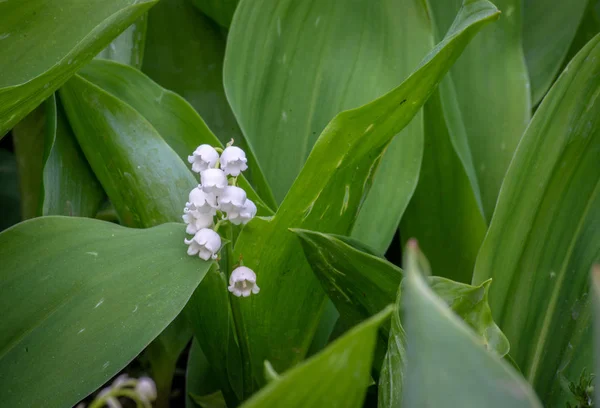 Lirio de la flor del valle en jardín de primavera — Foto de Stock