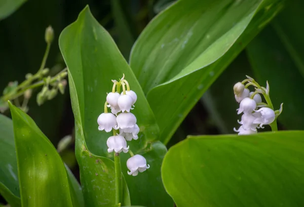 Lírio da flor de vale no jardim de primavera — Fotografia de Stock