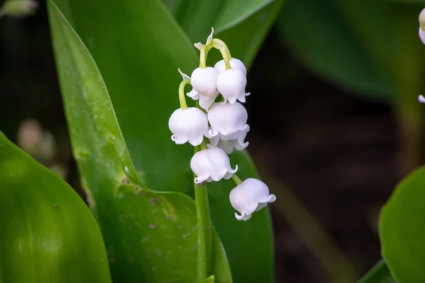 春の庭の谷の花のユリ — ストック写真