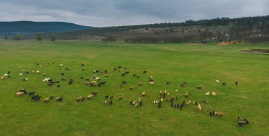 Güzel kırsal manzara. Koyunlu tarım alanları. Hava 