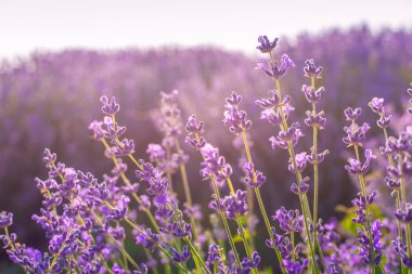 Lavanta çalıları gün batımında yakın çekim. Mor akış üzerinde gün batımı parıltısı