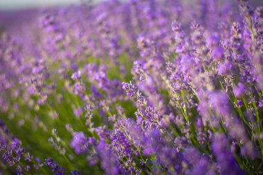 Lavanta çalıları gün batımında yakın çekim. Mor akış üzerinde gün batımı parıltısı