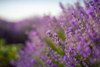 Lavanta çalıları gün batımında yakın çekim. Mor akış üzerinde gün batımı parıltısı