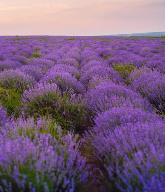 Güzel Lavanta alanı, gün batımı ve çizgiler. Moldova, 2019