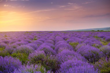 Güzel Lavanta alanı, gün batımı ve çizgiler. Moldova, 2019