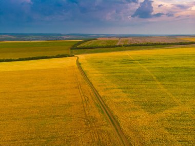 Tarım çeşitli alanların yukarıdan aşağıya görünümü. Güzel