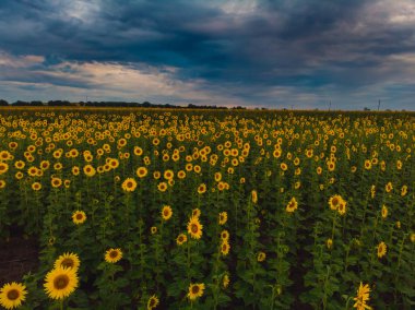 Yaz ayçiçeklerinin muhteşem panoramik manzarası.