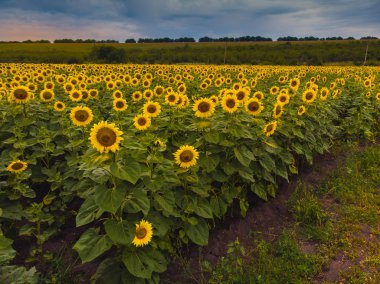 Yaz ayçiçeklerinin muhteşem panoramik manzarası.