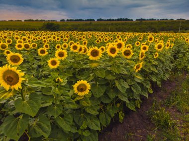 Yaz ayçiçeklerinin muhteşem panoramik manzarası.