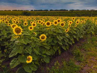Yaz ayçiçeklerinin muhteşem panoramik manzarası.