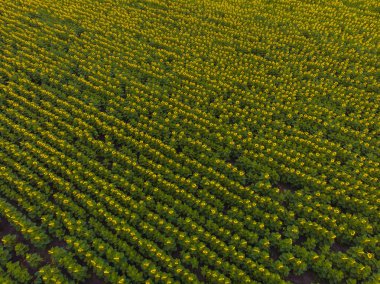 Yaz ayçiçeklerinin muhteşem panoramik manzarası.
