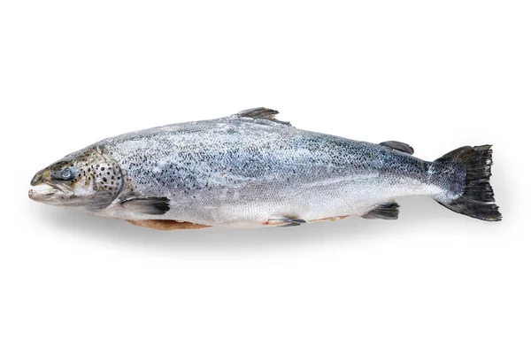 Celý syrový neloupaný losos izolovaný na bílém — Stock fotografie